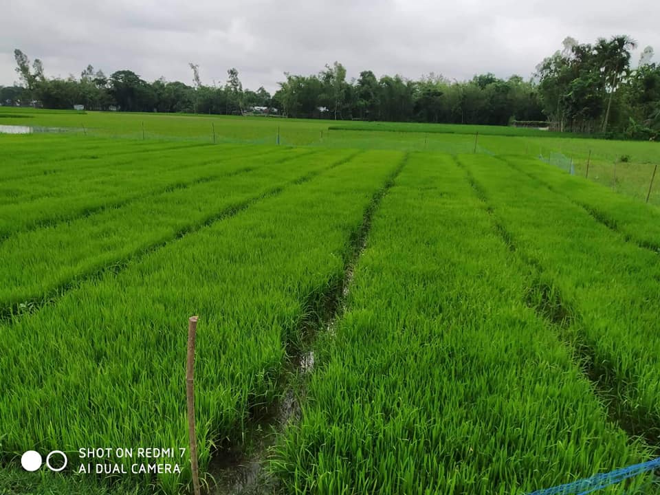 শৈত প্রবাহের জন্য বিশেষ কৃষি আবহাওয়া পরামর্শ