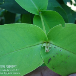 জামরুলের পাতার বিটল