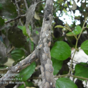 কুলের খোসা পোকা