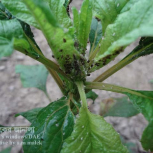 ডাটার জাব পোকা