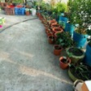 ছাদবাগানে চট্টগ্রার এখন সমৃদ্ধ