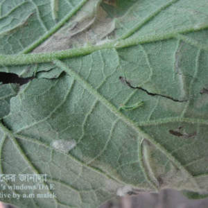 বেগুনের পাতা সুড়ঙ্গকারী পোকা