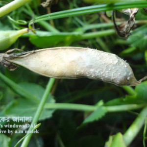 মটরশুঁটির হোয়াইট মোল্ড রোগ