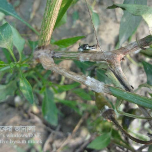 মরিচের হোয়াইট মোল্ড রোগ
