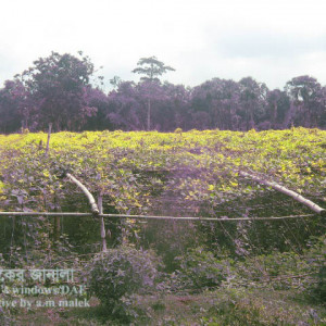 বরবটির ভাইরাসজনিত রোগ