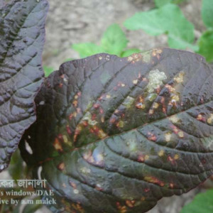 ডাটার পাতার দাগ রোগ