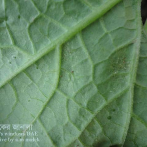 ঝিঙ্গার ক্ষুদ্র লাল মাকড়