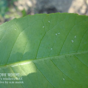 লেবুর সাদা মাছি পোকা