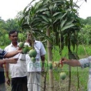 কৃষি খবর